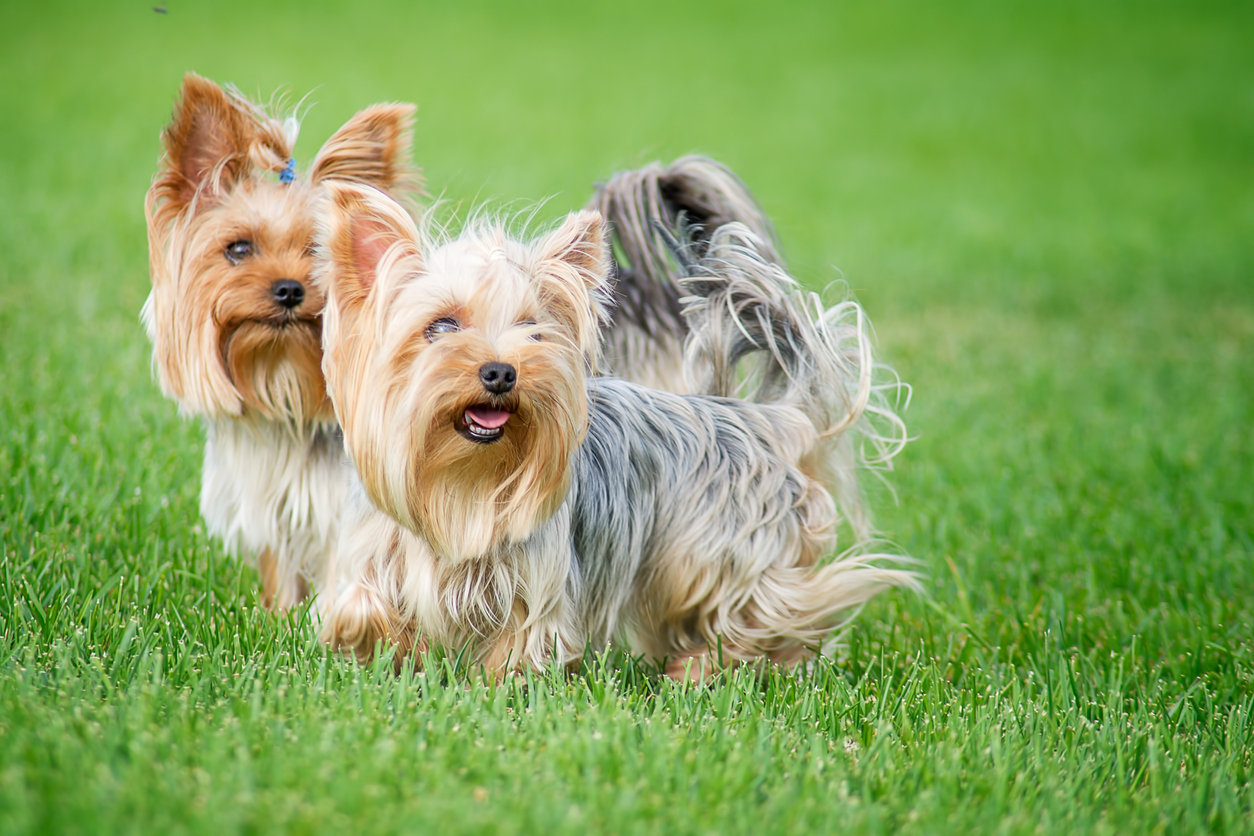 Surprising List of Most Popular Dog Breeds Is Yours on the List